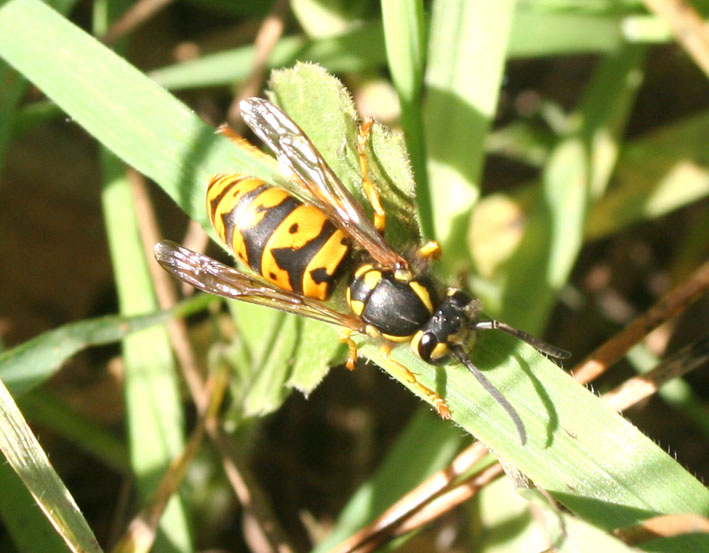 Espe terranzu: Vespula germanica (Hymenoptera, Vespidae)